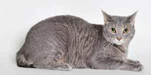 Pender County Animal Shelter Please call 910-259-1484 or email jhorton@pendercountync.gov to adopt us! I m super-cute and have AWESOME whiskers! Come and see!