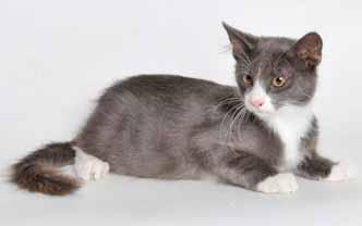 I m a TOTAL Lovebug who goes by the name of Tom (A022217) and I just ADORE ear and cheek scratches.
