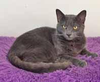 Thankfully, the wonderful people at SOAR had just adopted out 2 of their FIV cats, so that opened up a space for ME! I'm a sweet girl, a little over 2-years-old, vaccinated and spayed.
