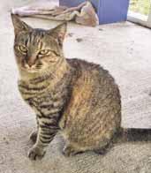 I'm about 6-years-old and she s about 5-years-old and we re in overall good health. We must both be strictly indoor cats and must either be adopted singly or with another FeLV cat.