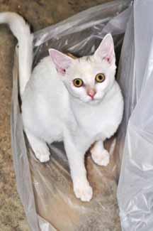 I am sponsored in honor of all the people who lovingly care for the dogs at Paws Place. Hi, my name is Cloud! I'm a 5-month-old white female kitten.