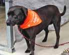 I am Dixie, a 9-year-old girl who is spayed, vaccinated and on heartworm prevention.