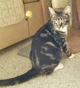 com, call 910-686-9171 or visit us at www.nhcrabbitrescue.com. OPERATION TOPCAT My name is Rosie and I m a lovely marbled Tabby girl who just turned 1-year- old.