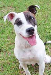 To adopt me, email otopcatnc@aol.com or call 910-200-0612. FUREVER FRIENDS ANIMAL RESCUE I m Sampson, a 2½-year-old, 45 pound boy who is neutered. According to DNA testing, I m a Rat Terrier and St.