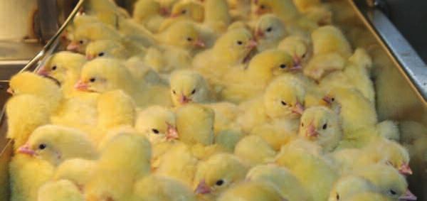 1. Hatchery 1.24. How to establish good chick quality? - Colibacillosis control Consequences of overheating embryos E.