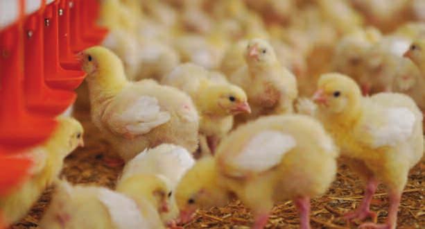 Contents Introduction Objectives 1. Hatchery 1.1. Why focus on incubation? 1.2. How to establish good chick quality? 1.21. Cleanliness of hatch debris 1.22. Color and strength 1.23. Feathering 1.24.