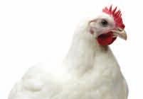 bad very good bad Cull rates very bad very good good Chick yield % very bad very good bad Early