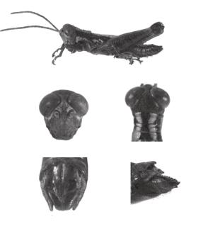 PÉREZ-GELABERT: New species of Dellia from Hispaniola 33 1 5 mm 3 2 5 4 Figs. 1-5. D. bayahibe sp. nov. 1. Habitus of male holotype. 2. Face (male).