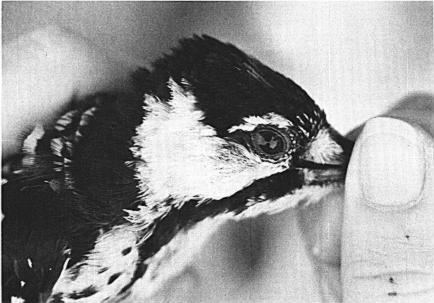 26] J..4. Jackson Bird-Banding Winter 1979 Iris Color Change As with Downy Woodpeckers (Wood and Wood, 1973) a change in iris color was found from nestling to adult.