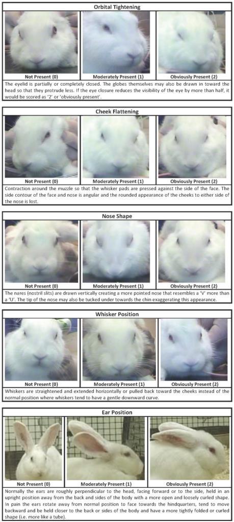 Signs of Illness and Distress SPECIES SPECIFIC GENERAL SIGNS- Grimace Scale- RABBIT Keating SCJ, Thomas AA, Flecknell PA, Leach MC (2012) Evaluation of