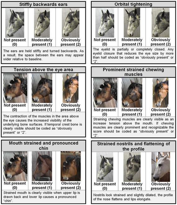 Signs of Illness and Distress SPECIES SPECIFIC GENERAL SIGNS- Grimace Scale- HORSE Dalla Costa E, Minero M, Lebelt D, Stucke D, Canali E, Leach MC (2014)