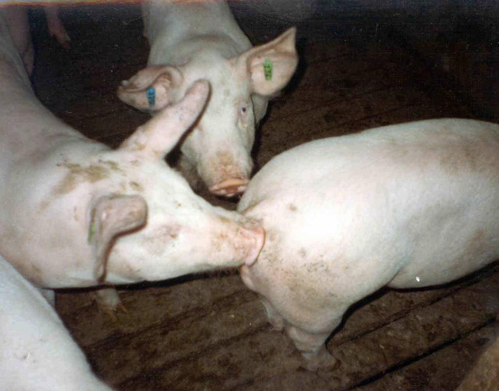 PIG BEHAVIOUR Enriched environments growing pigs spent one third daylight hours rooting (Stolba and Wood-Gush, 1981) Non-enriched environments