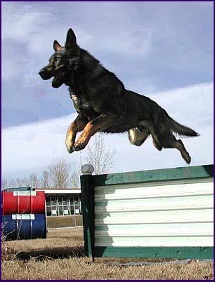 30 Twelve Month Accuracy Dogs entering RCMP training 22 Dogs removed 3 Percentage removed