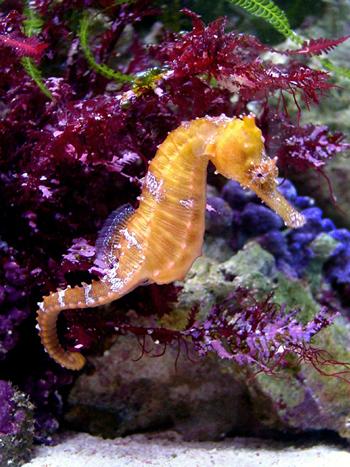 IMPORTANT NOTE: Although we discuss wild caught (WC) as well as captive bred (CB) seahorse s, we strongly advise buying CB seahorses.