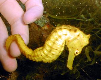 DO NOT BUY A SEAHORSE THAT IS NOT EATING. Even stressed, new arrivals should eat within 24 hours if it they are otherwise healthy and kept in a clean, well-aerated tank.
