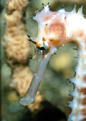 at Seahorse.org. If still unsure, a digital photo may be uploaded and linked to on the Seahorse.org site. One clear photo showing the dorsal spines and head/snout should be sufficient for ID purposes.