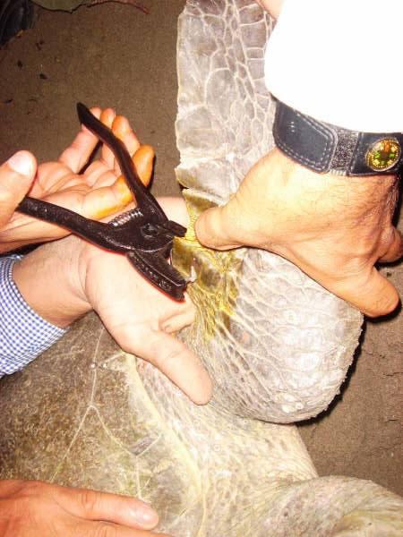 11 Figure 4. Flipper tagging of a nesting L. olivacea after nesting has been completed.