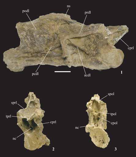 ROSE: NEW CRETACEOUS SAUROPOD Figure 8. Sixth cervical ( 93B-10-28) of P. jonesi in right lateral (1), cranial (2), and caudal (3) views. See text for anatomical abbreviations. Scale bar is 10 cm.