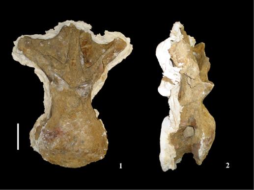 ROSE: NEW CRETACEOUS SAUROPOD Figure 13. Caudal dorsal vertebra of P. jonesi (TMM 42488 JP 1.2) in cranial (1) and right lateral (2) views. Scale bar is 10 cm.
