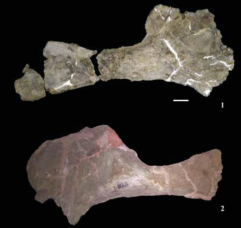 PALAEO-ELECTRONICA.ORG caudal vertebrae, but are not visible in proximal caudals. Weak pre- and post-spinal laminae are preserved on the distal half of proximal and midcaudal neural spines.