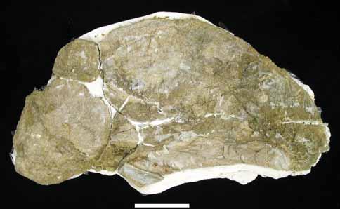PALAEO-ELECTRONICA.ORG Figure 22. Sternal plate of P. jonesi found associated with a right scapula ( 93B-10-24). Scale bar is 10 cm. in articulation with a left scapula (TMM 42488).