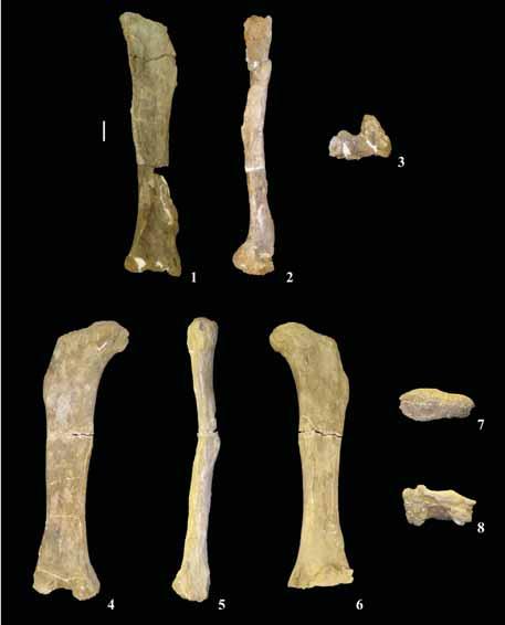 ROSE: NEW CRETACEOUS SAUROPOD Figure 27. Femora of P. jonesi.