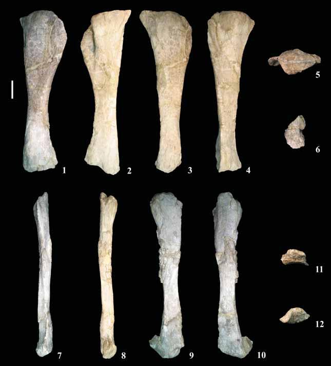 PALAEO-ELECTRONICA.ORG Figure 28. Associated tibia and fibula of P. jonesi.