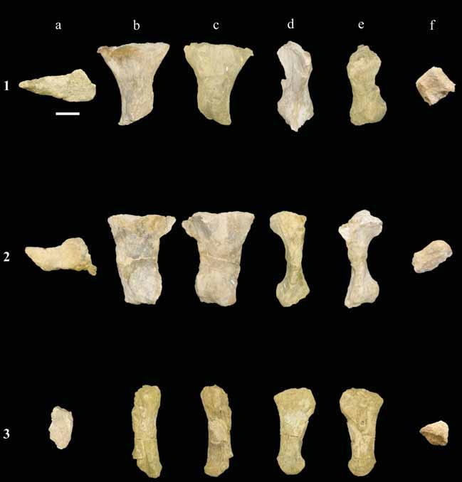 ROSE: NEW CRETACEOUS SAUROPOD Figure 29. Metatarsals of P. jonesi in proximal (a), dorsal (b), ventral (c), lateral (d), medial (e), and distal (f) views. 1, right Mt I?