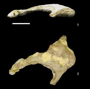 PALAEO-ELECTRONICA.ORG Table 1. Measurements of skull bones of Paluxysaurus jonesi (in mm).