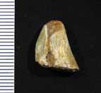 ROSE: NEW CRETACEOUS SAUROPOD 1 2 3 4 8 5 6 7 9 10 11 12 Figure 6. A-K, isolated sauropod teeth from Jones Ranch.