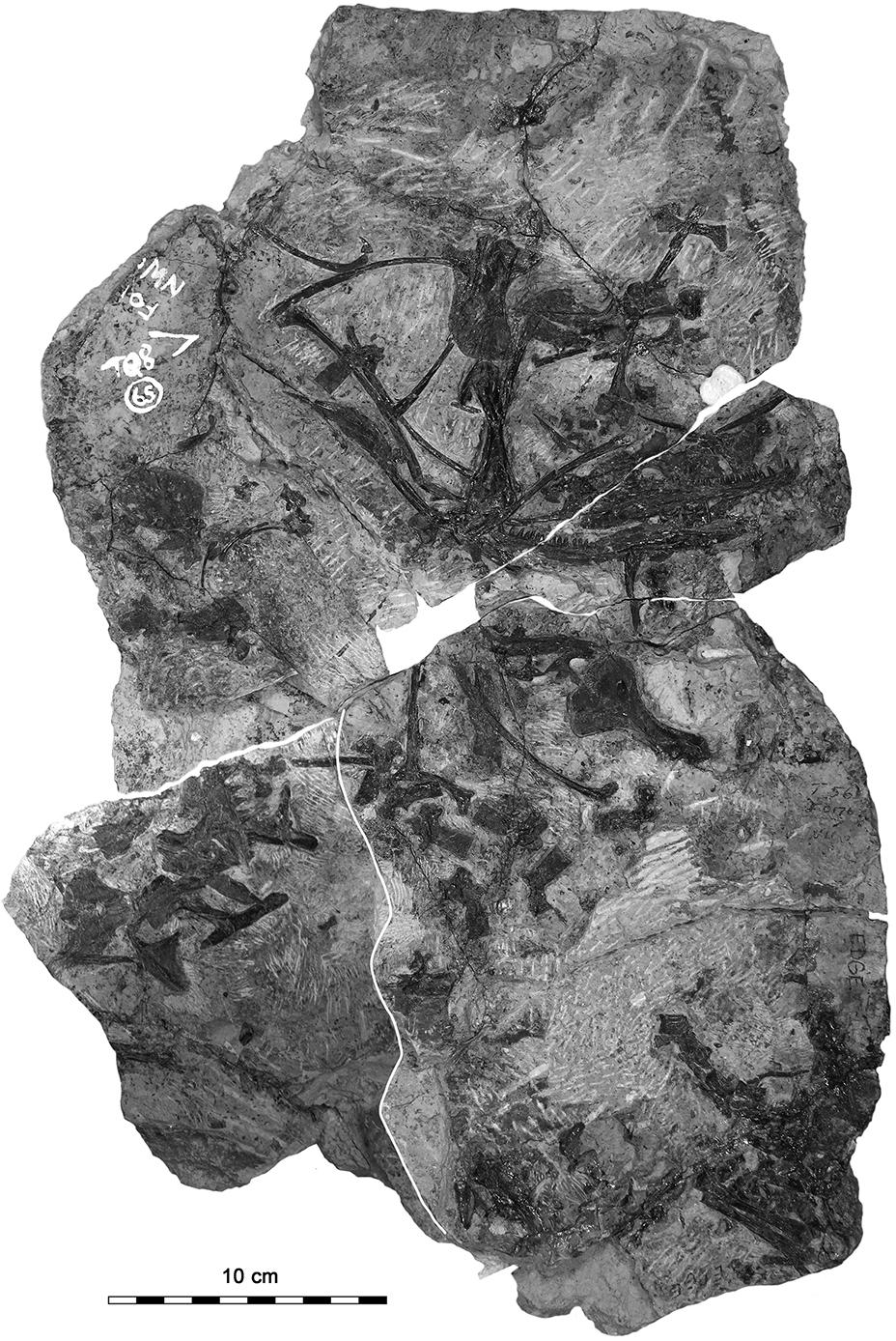 20 F. Spindler et al.: New information on Ianthodon Figure 2.