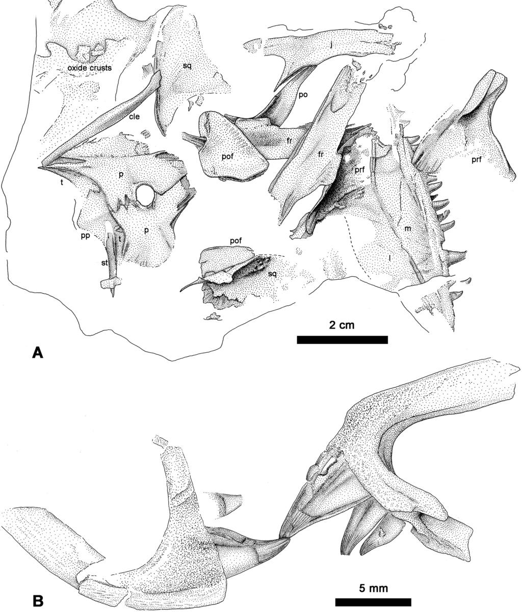 F. Spindler et al.: New information on Ianthodon 21 Figure 3. Ianthodon schultzei holotype KUVP 133735. (a) Redocumented skull; (b) dislocated premaxillae.