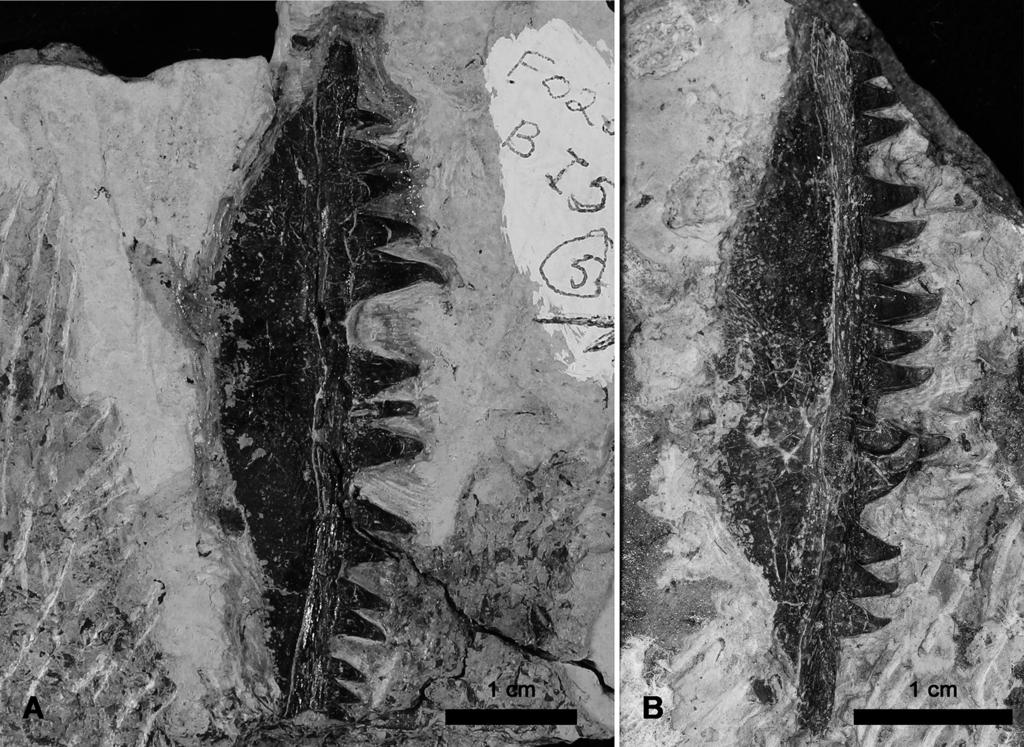 22 F. Spindler et al.: New information on Ianthodon Figure 4. Ianthodon schultzei. (a) Referred left maxilla KUVP 133736; (b) referred right maxilla FO 176. the right prefrontal.