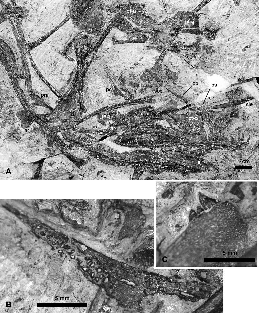 F. Spindler et al.: New information on Ianthodon 23 Figure 5. Ianthodon schultzei holotype KUVP 133735.
