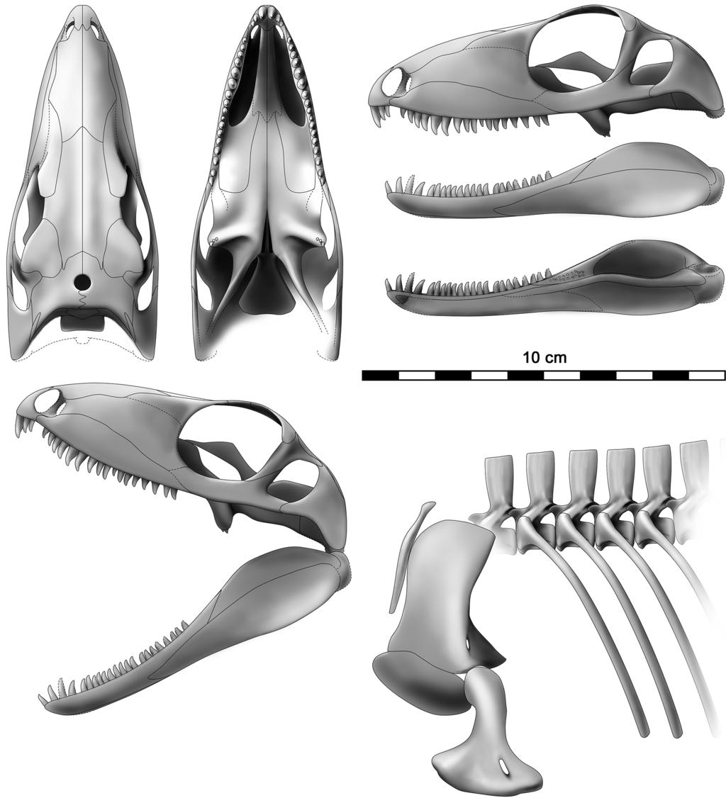 F. Spindler et al.: New information on Ianthodon 25 Figure 6. Ianthodon schultzei cranial and skeletal reconstruction. Three-dimensional arrangement and projections based on a wax maquette.