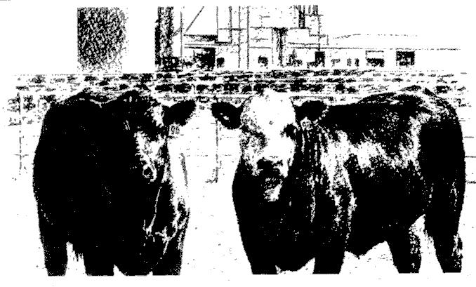 2011 Cattle Situation and Outlook Brenda Boetel Livestock Marketing Specialist, University of Wisconsin-River Falls 2010 In Review Last year saw very small increases of less than 1 percent in the