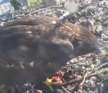 Both parents were providing a shelter for the eaglet