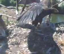 The eaglet flapping its fully evolved wings