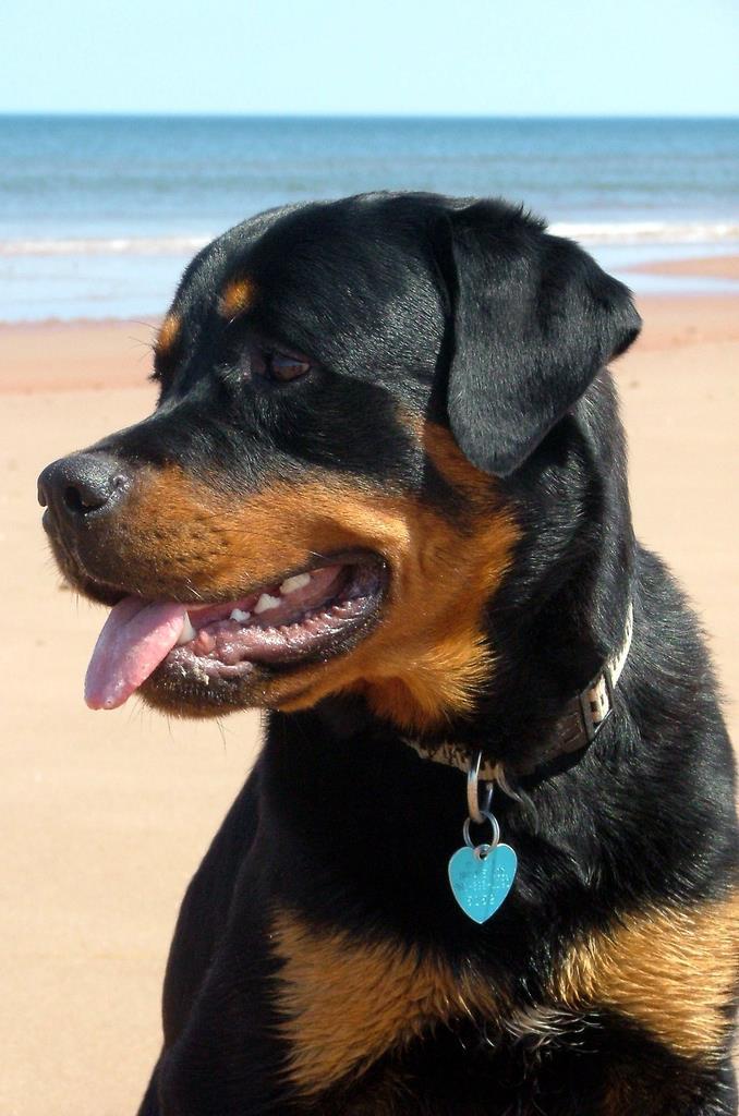 3. Histiocytic Sarcoma Histiocytic Proliferative Disorders Malignant neoplasia of macrophages or dendritic cells Breed predispositions Bernese Mountain dog, Rottweiler, Flat-coated