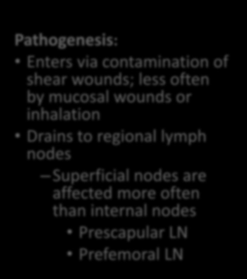 Lymph node: Chronic suppurative lymphadenitis Caseous lymphadenitis: Corynebacterium pseudotuberculosis Chronic