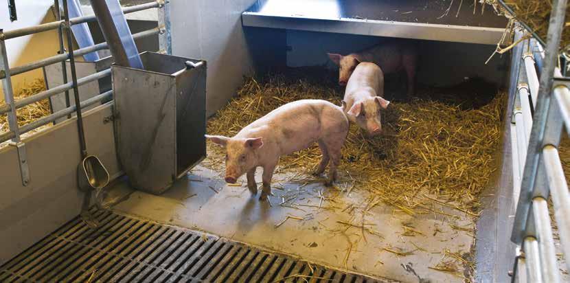 4 Treatment of sick or injured pigs 4.1 Sick or injured pigs must be treated immediately in order to avoid unnecessary pain or distress.