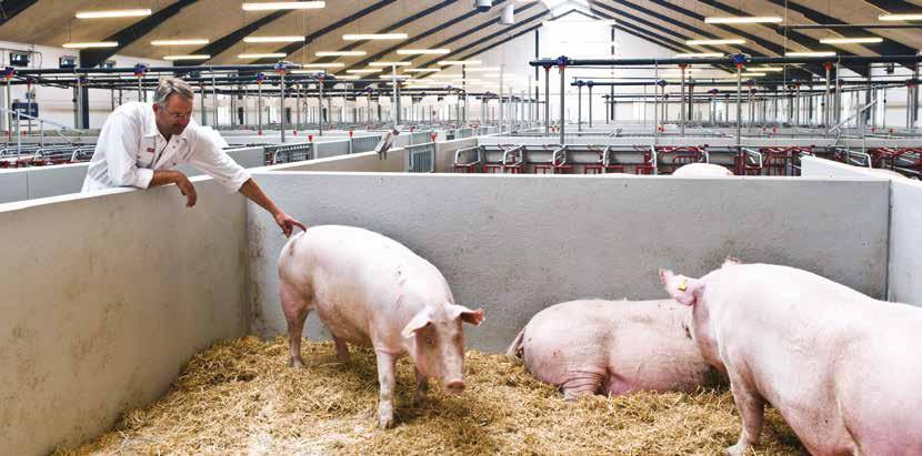 5.7 Sows and gilts must be kept in groups from the time of weaning until 7 days before the expected date of farrowing.