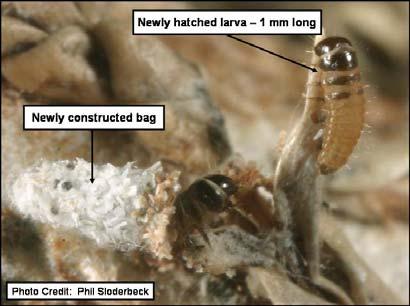 . Bagworms In the Manhattan area, 1-day old bagworms were noted on May 14 (Figure 1).
