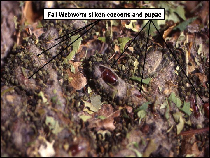 Figure 3 Extension Publication MF-2395 addresses Fall Webworms in Kansas and is electronically available at: http://www.ksu.