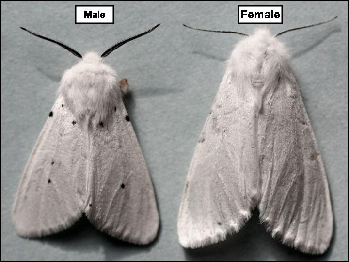 This condition this expands the antennal surface area enabling males to have increased numbers of olfactory organs with which to detect and locate their