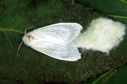 The female moth lays her eggs on the undersides of leaves of (primarily)