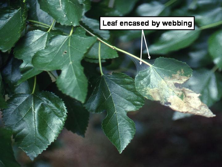 Figure 11 After the foliage within is depleted, the larvae expand the web to include the next adjacent green tissue.