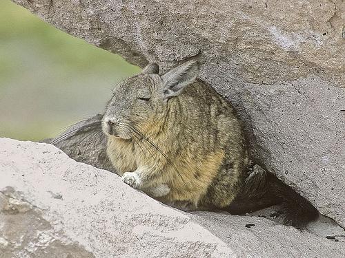 Chinchillas are closely related to another South American rodent called a viscacha.