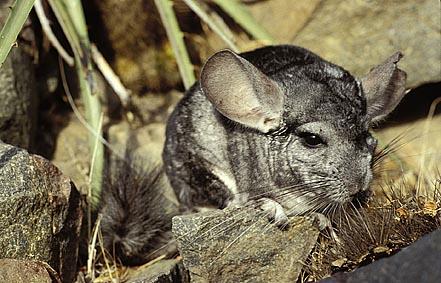 Natural Habitat and Diet Chinchillas are from the Andes Mountains in South America. They make their home in small crevices, or in small rock nests.