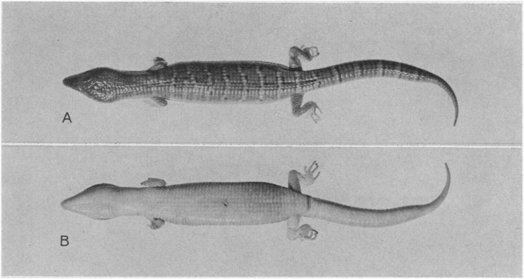 Fig. 1. Gerrhonotus lugoi sp. nov., dorsal and ventral views of the holotype, CM 4901 2, 79.4 mm snout-vent length. Fig. 2. Gerrhonotus lugoi sp. nov., dorsal and lateral views of the head of the holotype, CM 4901 2.